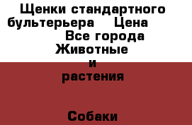 Щенки стандартного бультерьера  › Цена ­ 35 000 - Все города Животные и растения » Собаки   . Адыгея респ.